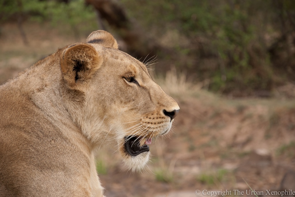 Zambia-274-1